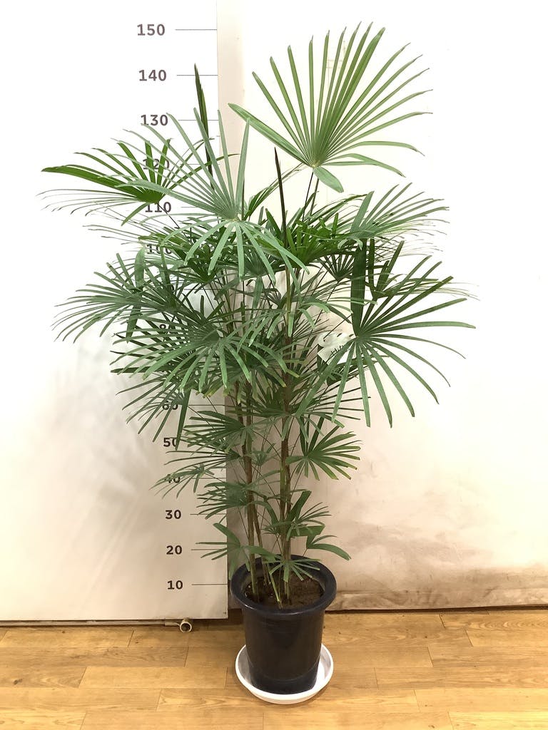 ウンナンシュロチク 写真 | 観葉植物通販HitoHana(ひとはな)