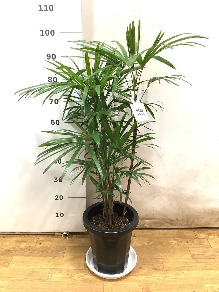観葉植物 シュロチク（棕櫚竹） 8号 プラスチック鉢 | 観葉植物なら