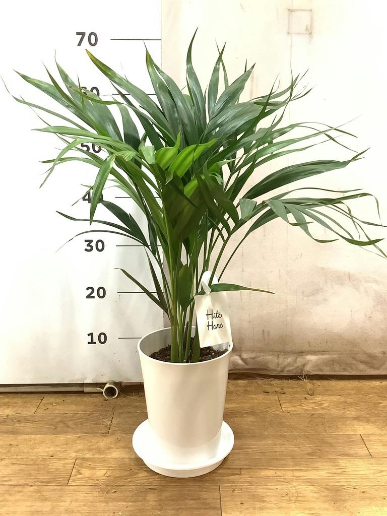 観葉植物 アレカヤシ 6号 プラスチック鉢 | 観葉植物ならHitoHana(ひと