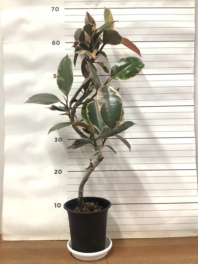 フィカス ルビー 写真 | 観葉植物通販HitoHana(ひとはな)