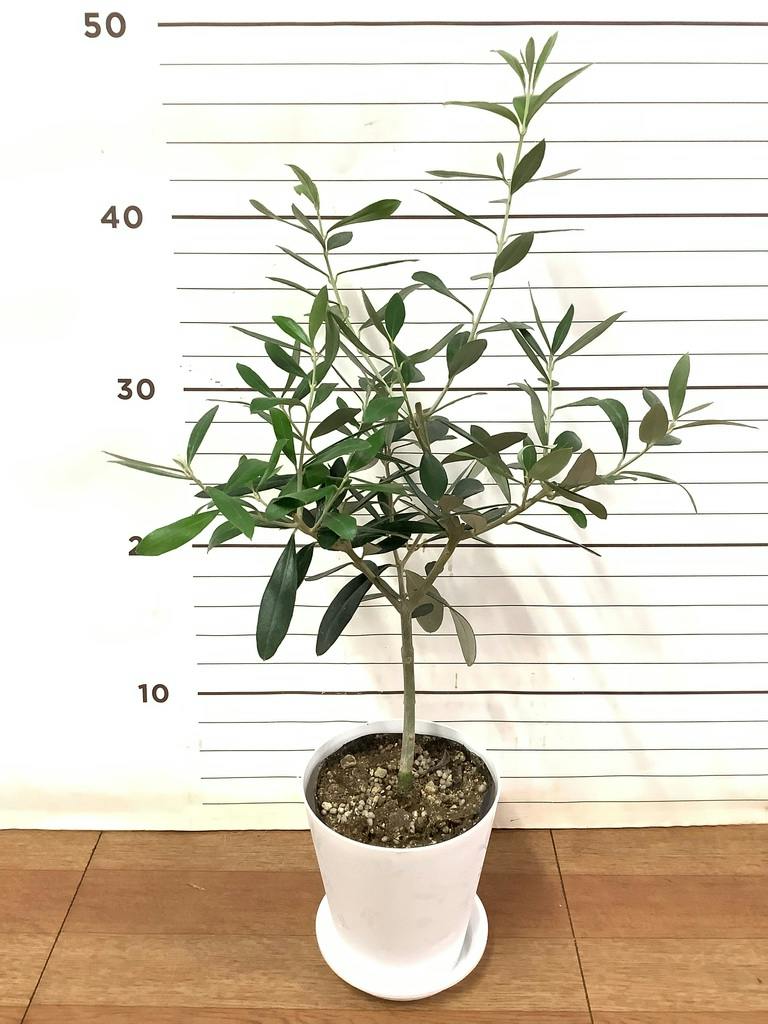 オリーブの木 カヨンヌ | 観葉植物通販HitoHana(ひとはな)