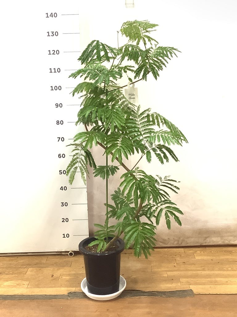 観葉植物 エバーフレッシュ 8号 曲り プラスチック鉢 | 観葉植物なら
