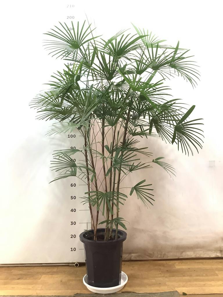 ウンナンシュロチク 写真 | 観葉植物通販HitoHana(ひとはな)