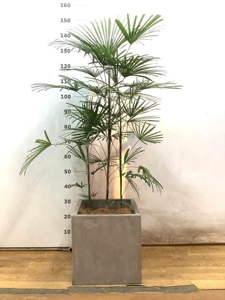 ウンナンシュロチク | 観葉植物通販HitoHana(ひとはな)