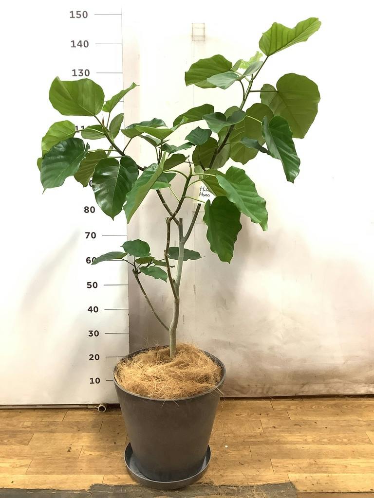 観葉植物 フィカス ウンベラータ 【お祝いにおすすめ】8号 アート