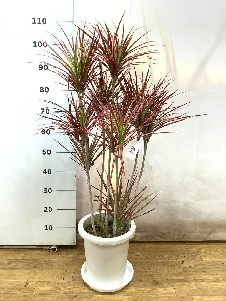 観葉植物 ドラセナ コンシンネ スカーレットアイビス 8号 寄せ