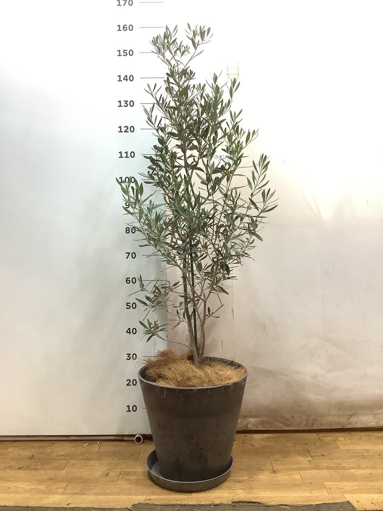 観葉植物 オリーブの木 【45cm】 8号 チプレッシーノ 盆栽仕立て