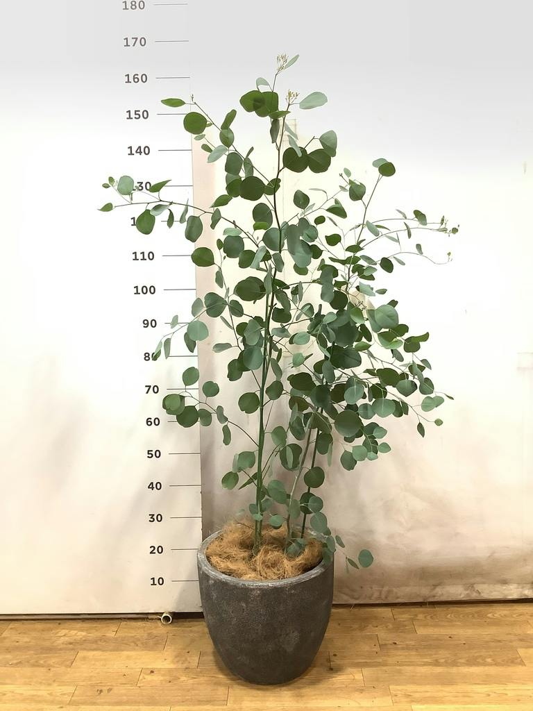 ユーカリ 10号 | 通販専門店 HitoHana（ひとはな）