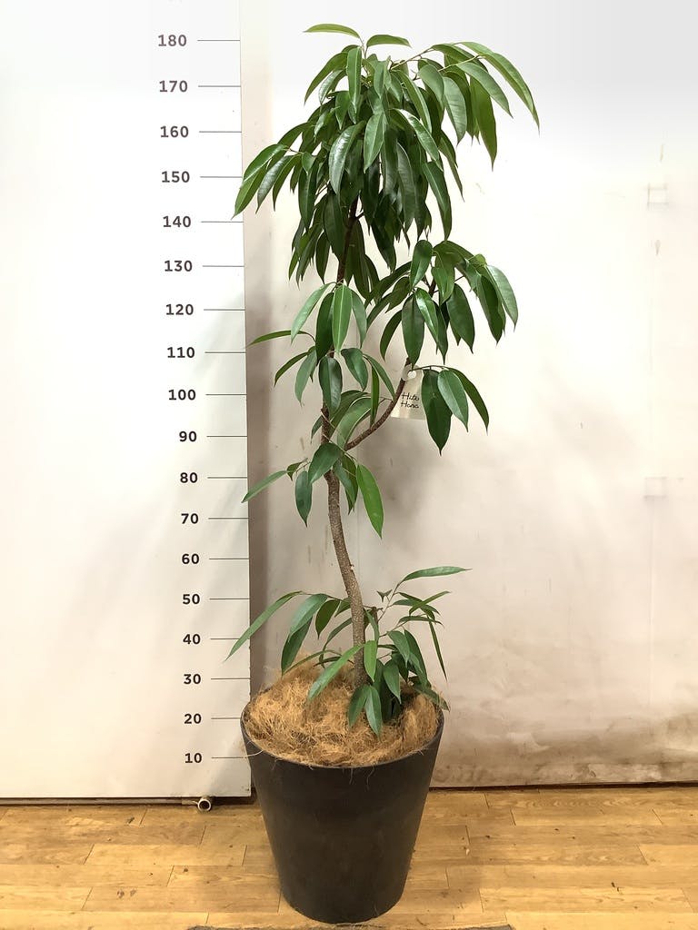 フィカス アムステルキング 10号 | 観葉植物通販HitoHana(ひとはな)