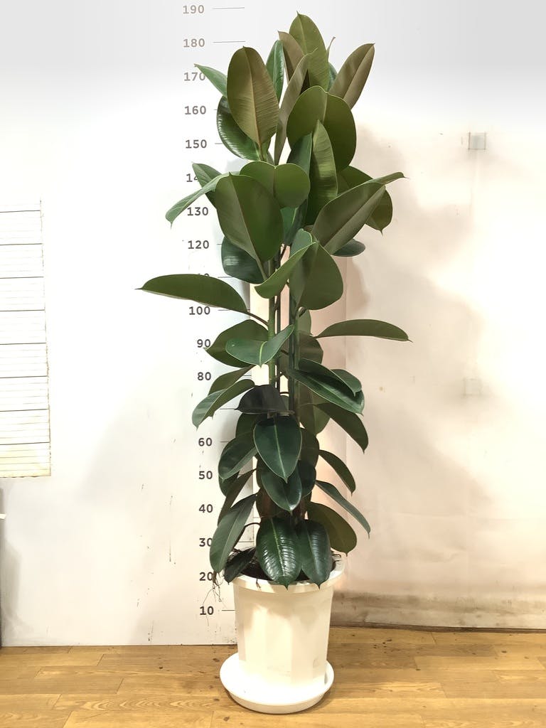 観葉植物 フィカス ロブスター 10号 ストレート プラスチック鉢 | 観葉