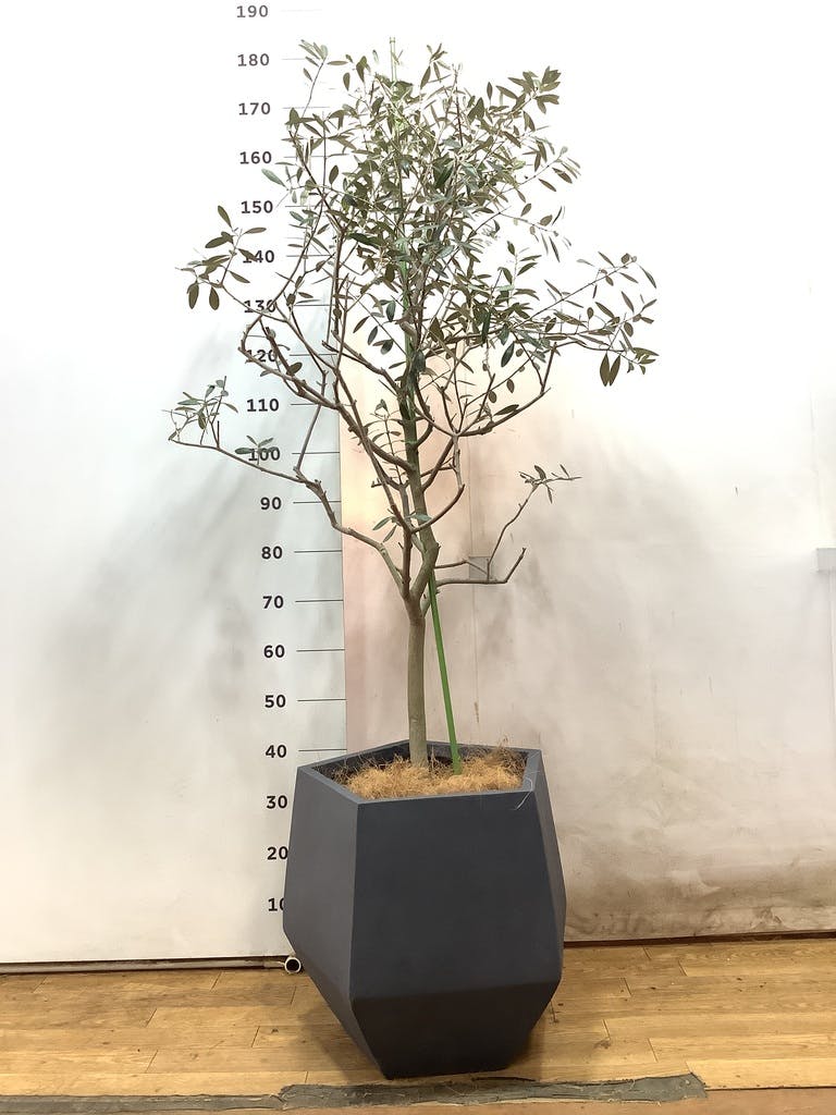 観葉植物 オリーブの木 10号 レッチーノ プラスチック鉢 / 小倉園