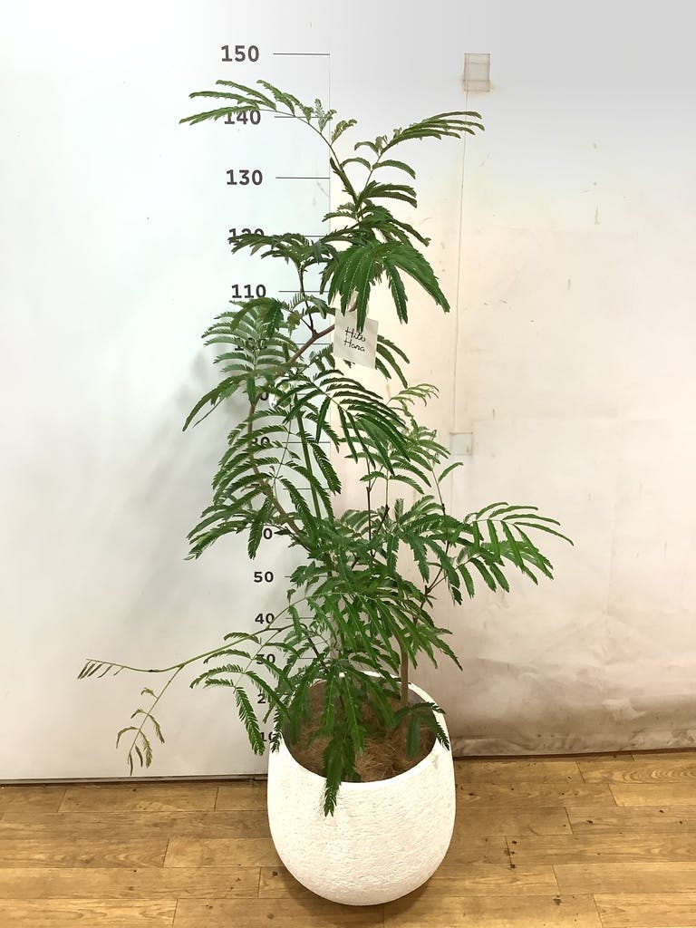 エバーフレッシュ 8号 エバーフレッシュ 8号23-01 の通販 | 園芸ネット