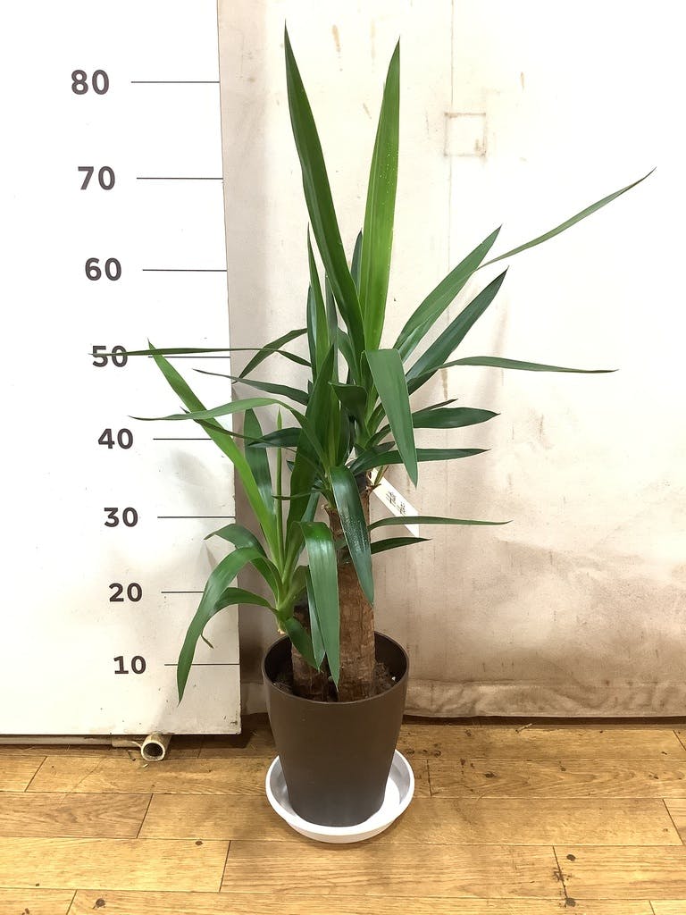 観葉植物 ユッカ 6号 ノーマル プラスチック鉢 | 観葉植物ならHitoHana