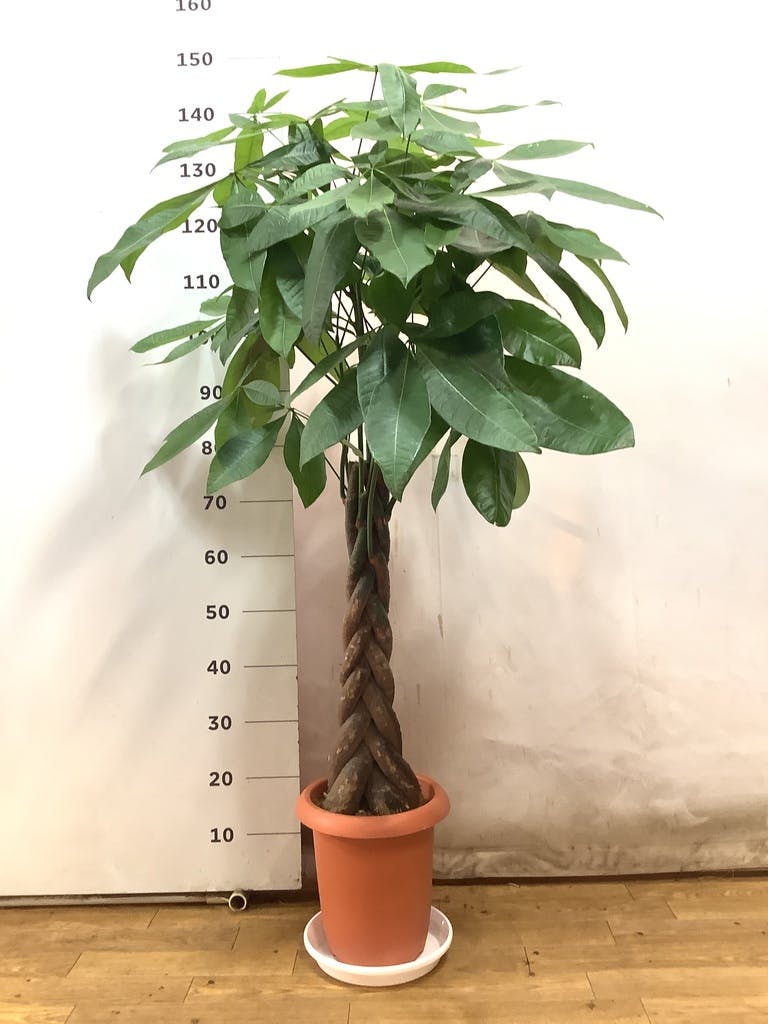 観葉植物 パキラ 8号 ねじり プラスチック鉢 | 観葉植物ならHitoHana