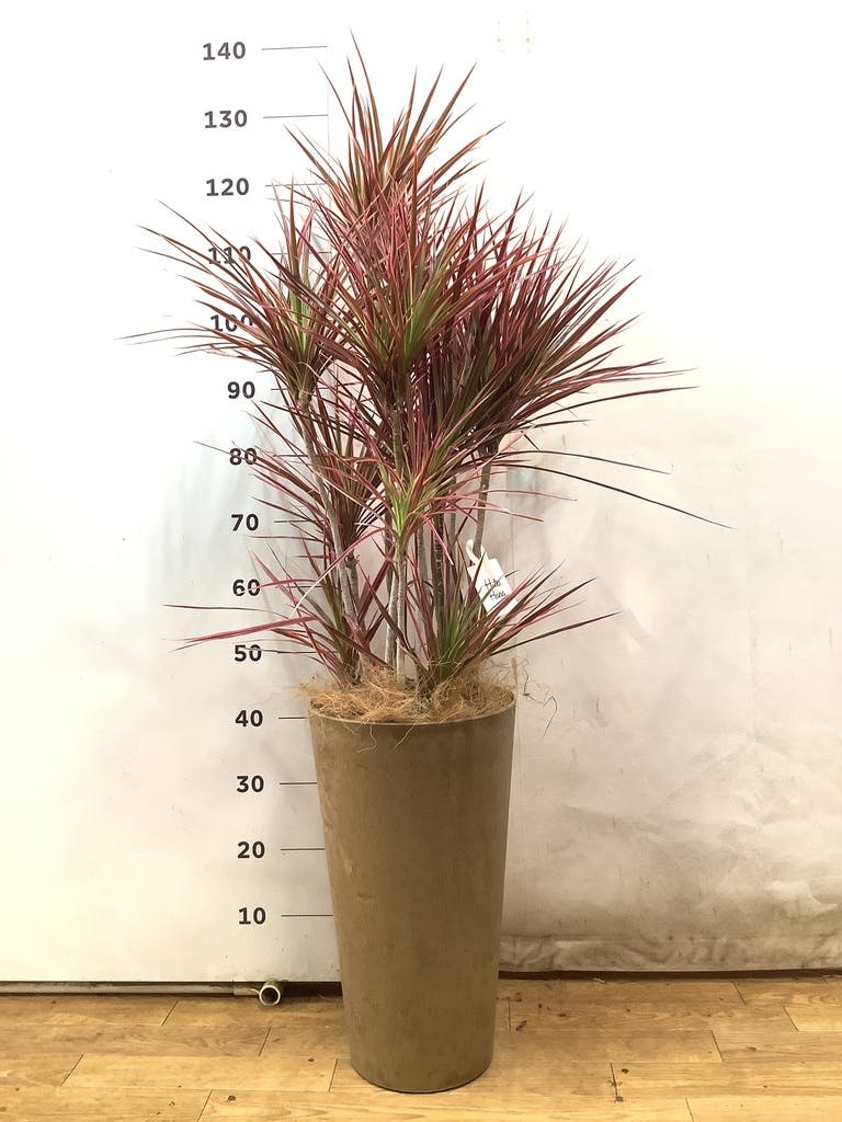 ドラセナ コンシンネ スカーレットアイビス | 観葉植物通販
