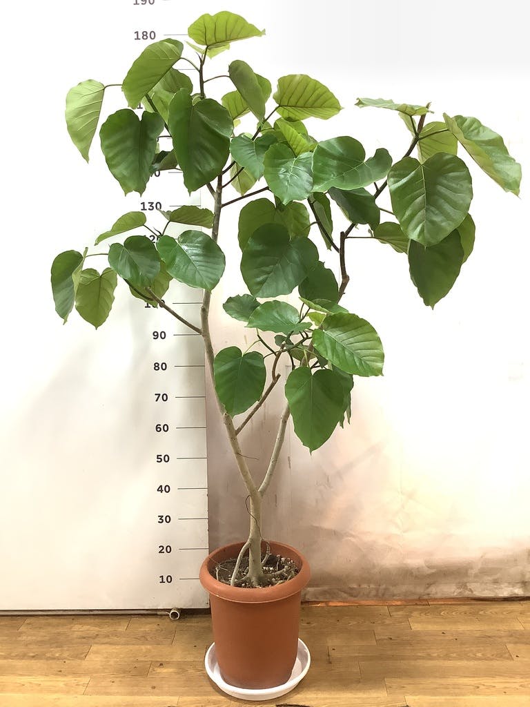 ◼️フィカスウンベラータ◼️大型170センチ　10号鉢　観葉植物 楽天市場】観葉植物 大型 ウンベラータ 10号 法人様送料無料