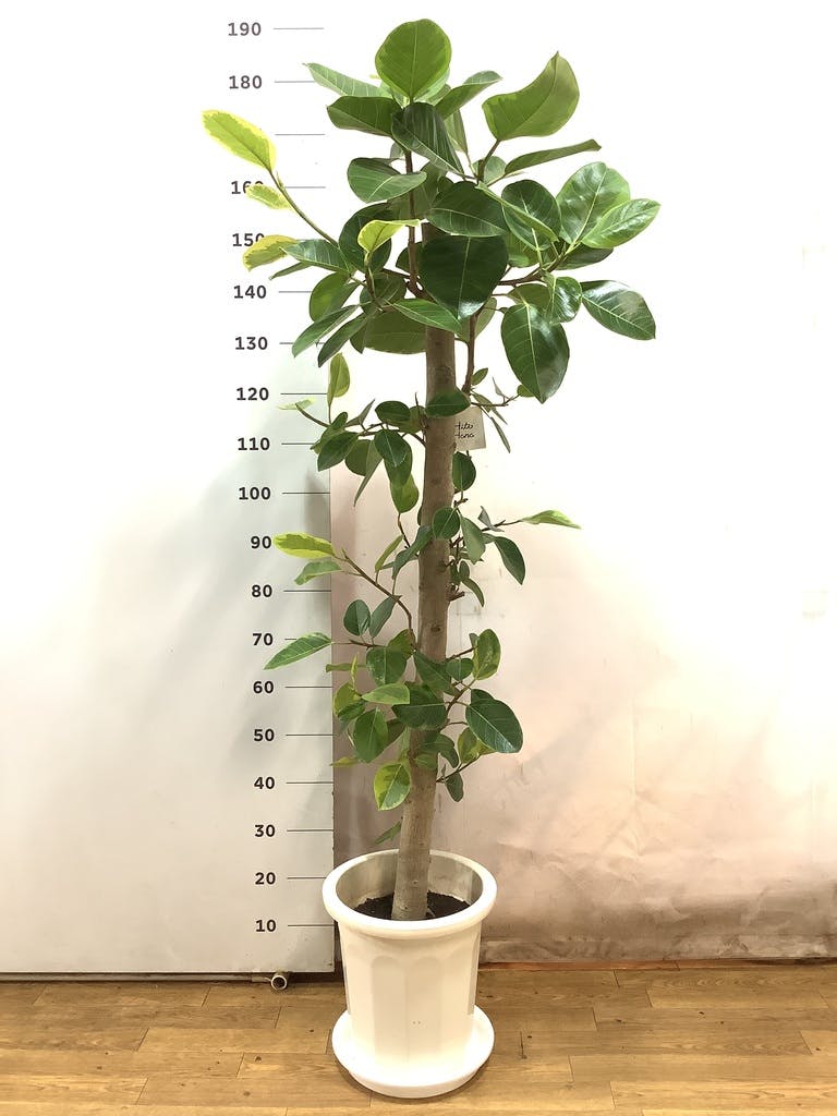 観葉植物 フィカス アルテシーマ 10号 ストレート プラスチック鉢