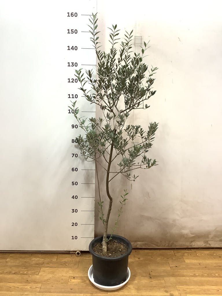 観葉植物 オリーブ 8号 マンザニロ プラスチック鉢 | 観葉植物なら