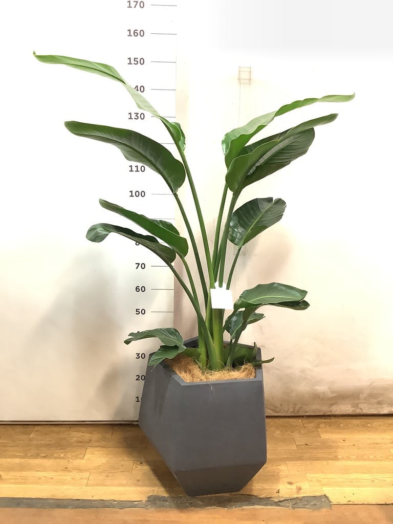 観葉植物 オーガスタ 10号 プラスチック鉢 | 観葉植物ならHitoHana