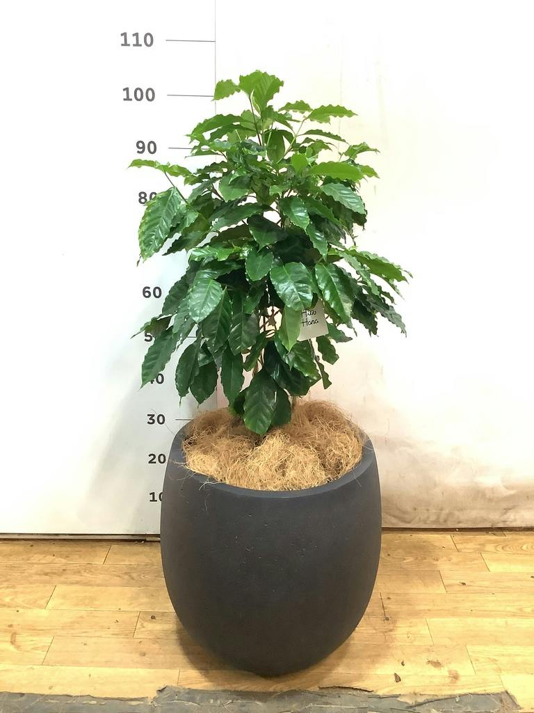 コーヒーの木 8号 | 観葉植物 | 送料無料でお届け - Hitohana（ひとはな）