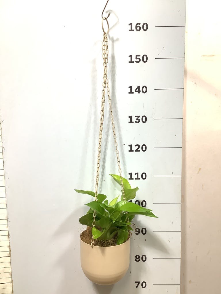 ポトス | 観葉植物の通販ならHitoHana（ひとはな）