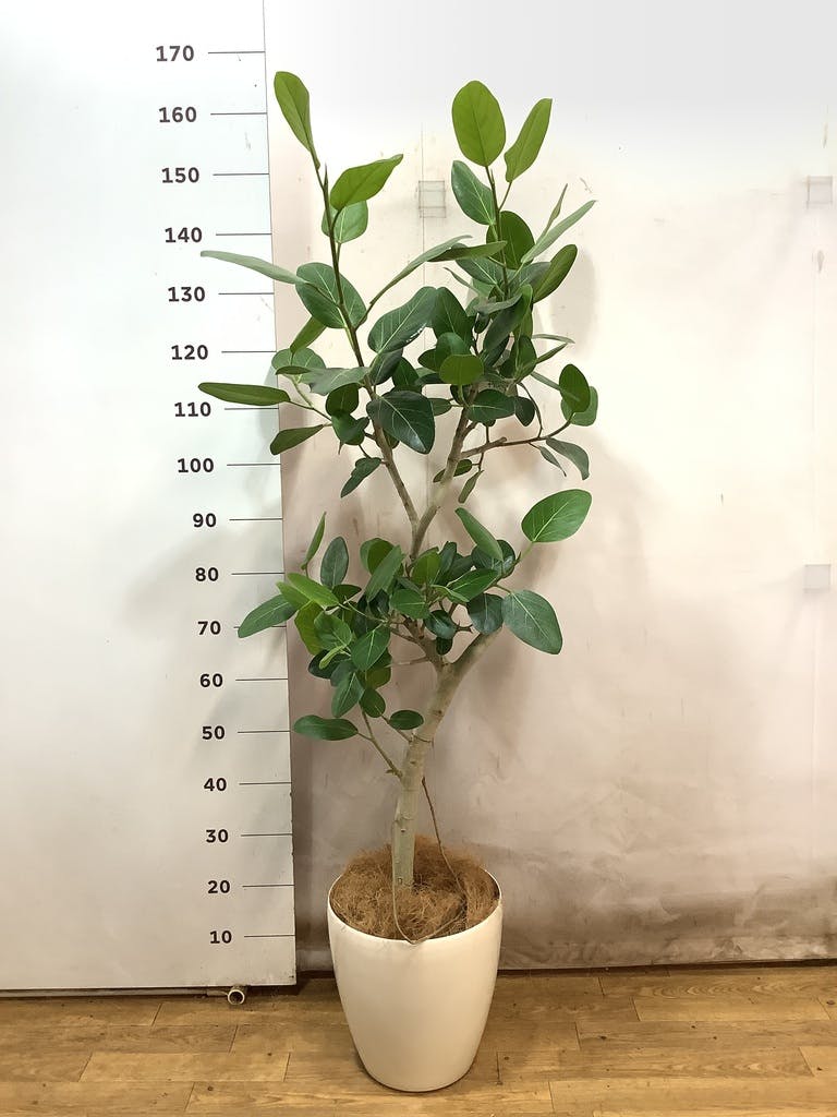 観葉植物 フィカス ベンガレンシス 8号 曲り プラスチック鉢 | 観葉