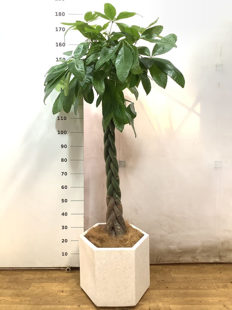 観葉植物 パキラ 10号 ねじり プラスチック鉢 | 観葉植物ならHitoHana