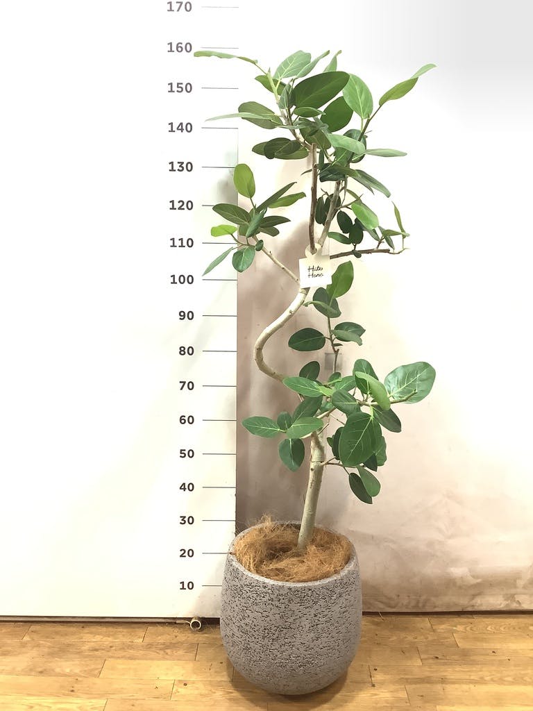 観葉植物 フィカス ベンガレンシス 8号 曲り テラニアス バルーン