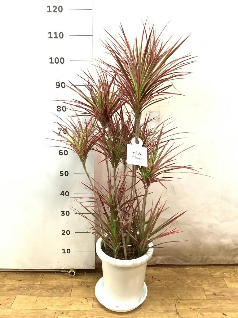 観葉植物 ドラセナ コンシンネ スカーレットアイビス 8号 寄せ