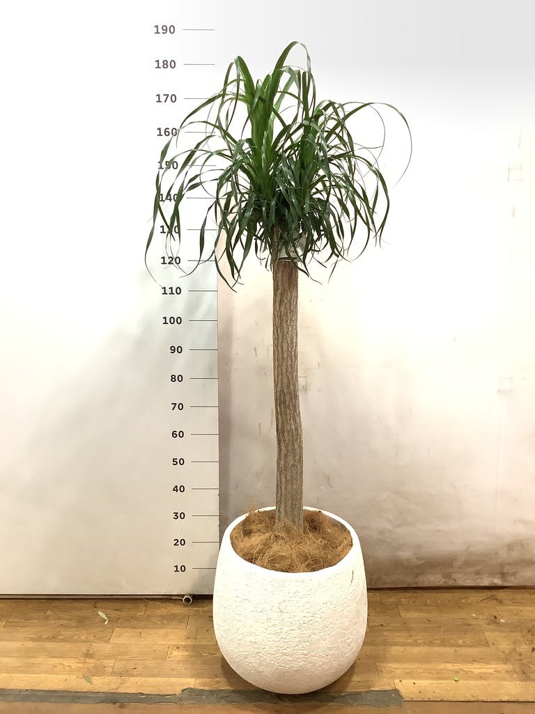 トックリラン 8号 | 観葉植物通販HitoHana(ひとはな) トックリラン 8号 | 観葉植物通販HitoHana(ひとはな)