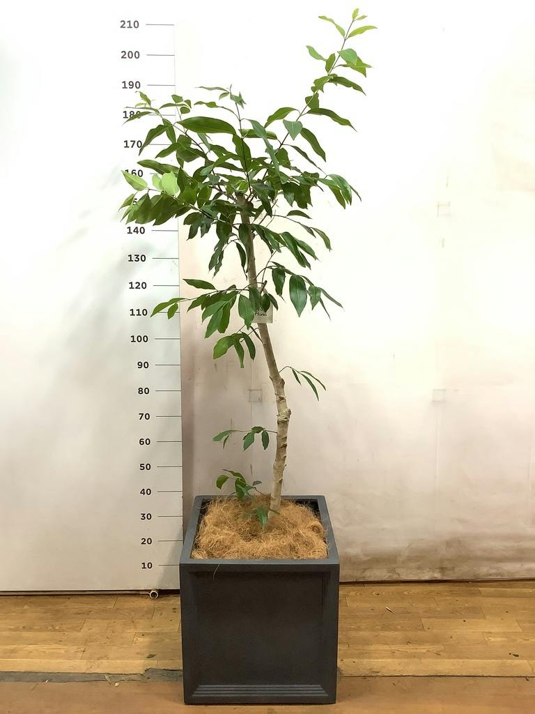 観葉植物 アマゾンオリーブ (ムラサキフトモモ) 10号 アルマ ミドル