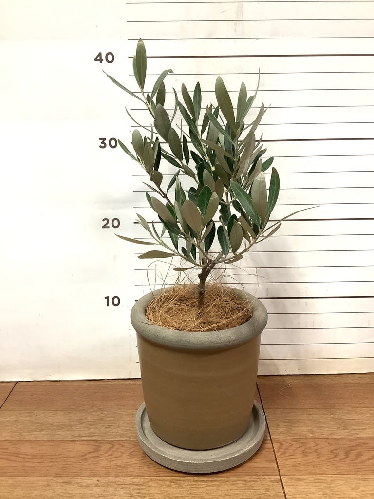 観葉植物 オリーブの木 3号 創樹プラスチック鉢 | 観葉植物なら