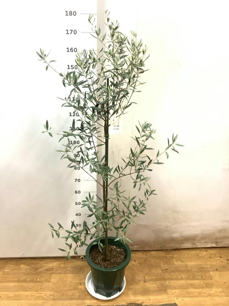 観葉植物 オリーブの木 10号 ピクアル プラスチック鉢 / 小倉園 | 観葉