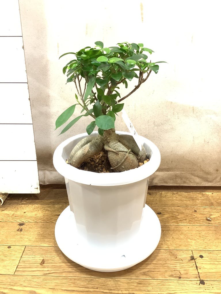ガジュマル 7号 | 観葉植物通販HitoHana(ひとはな)
