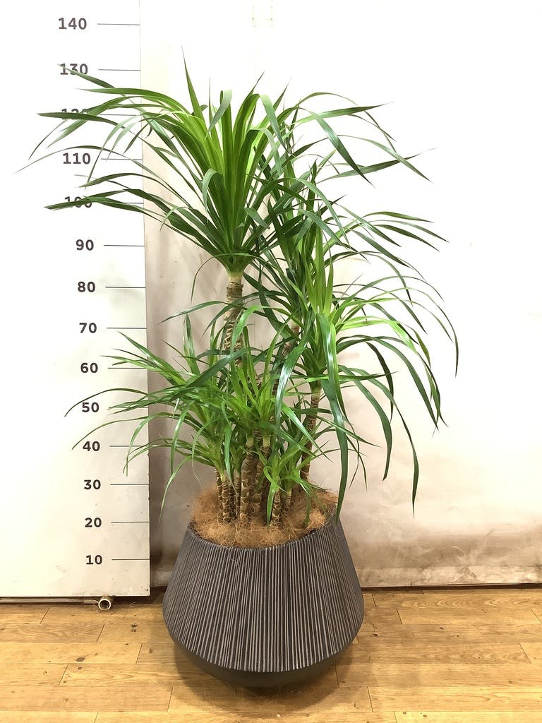 観葉植物 ドラセナ カンボジアーナ 8号 エディラウンド 黒 付き | 観葉