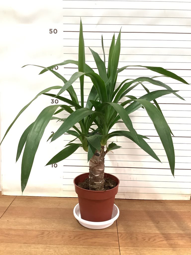 ユッカ バッカタ9号鉢大株全長75cm ユッカ 大型 | 観葉植物通販HitoHana(ひとはな)