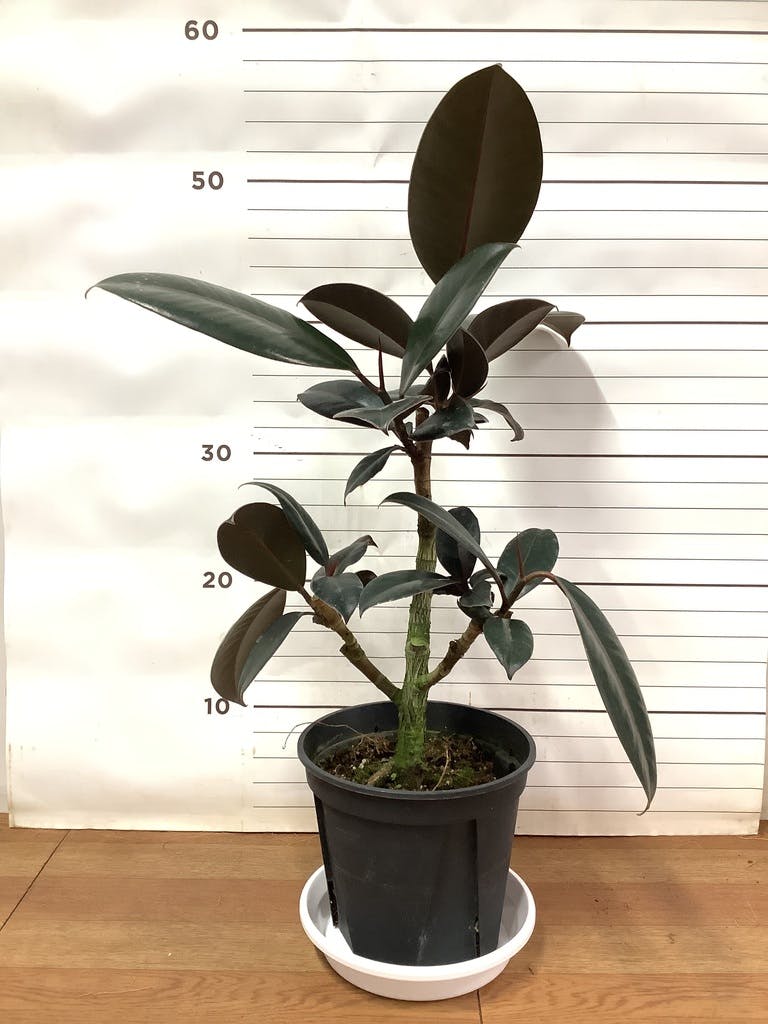 観葉植物 フィカス バーガンディ 5号 ノーマル プラスチック鉢 | 観葉