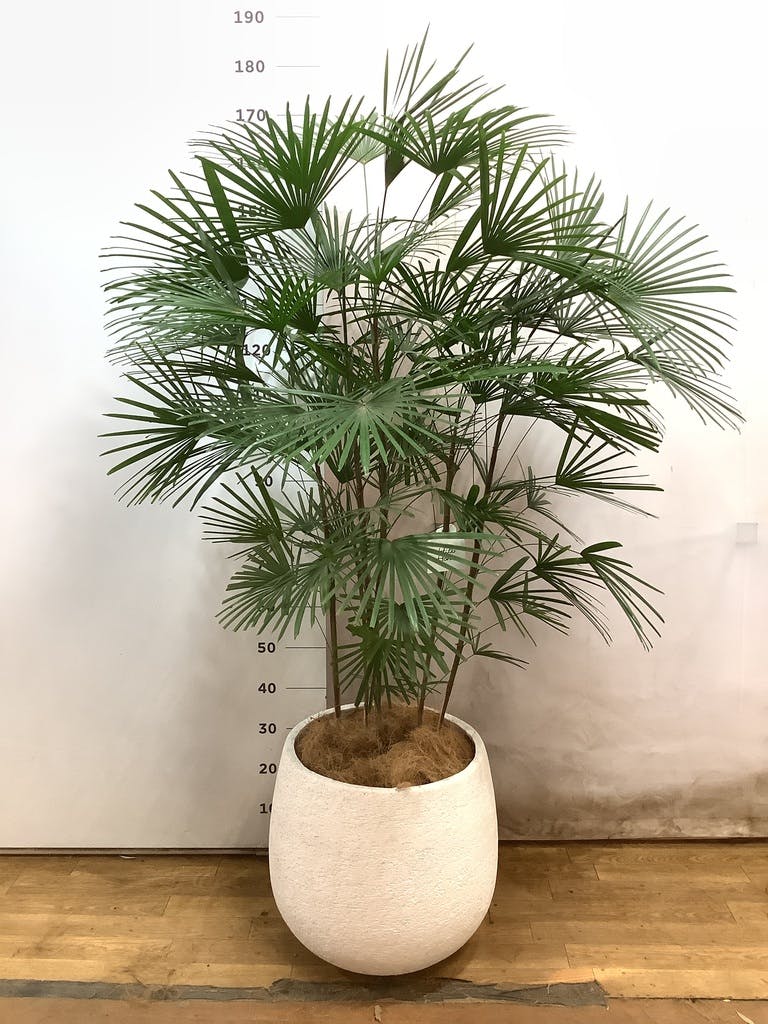 ウンナンシュロチク | 観葉植物通販HitoHana(ひとはな)