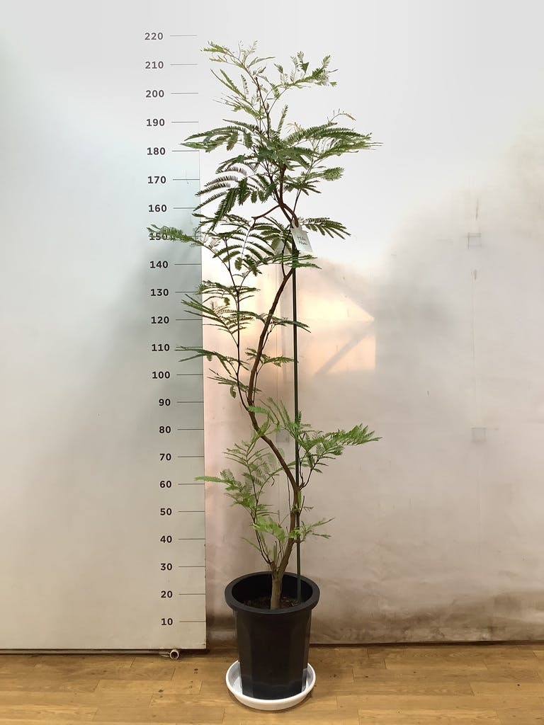 観葉植物 エバーフレッシュ 10号 曲り プラスチック鉢 | 観葉植物なら