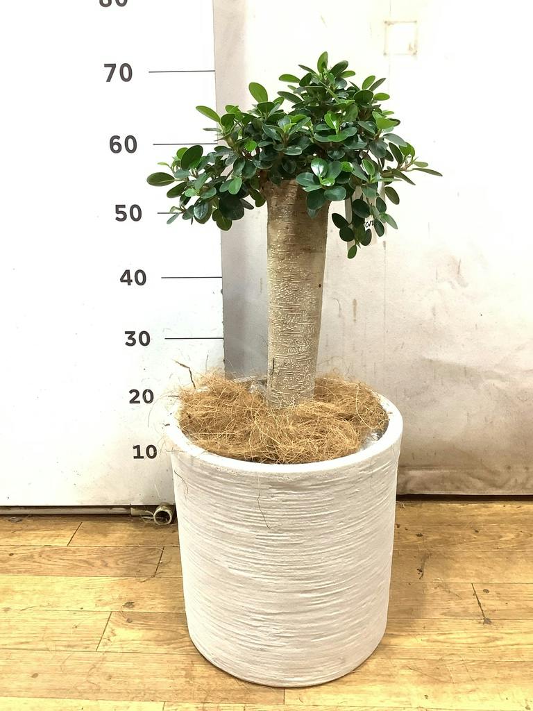 観葉植物 ガジュマル 8号 パンダ 朴仕立て ライム ドゥオ ユーポット