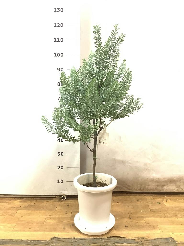 観葉植物 アカシア ブルーブッシュ 8号 プラスチック鉢 | 観葉植物なら