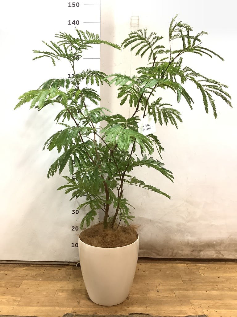 観葉植物 エバーフレッシュ 8号 ボサ造り ジュピター 黒 付き | 観葉