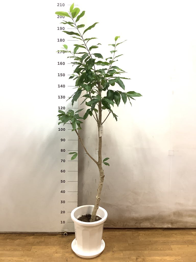観葉植物 アマゾンオリーブ (ムラサキフトモモ) 10号 プラスチック鉢