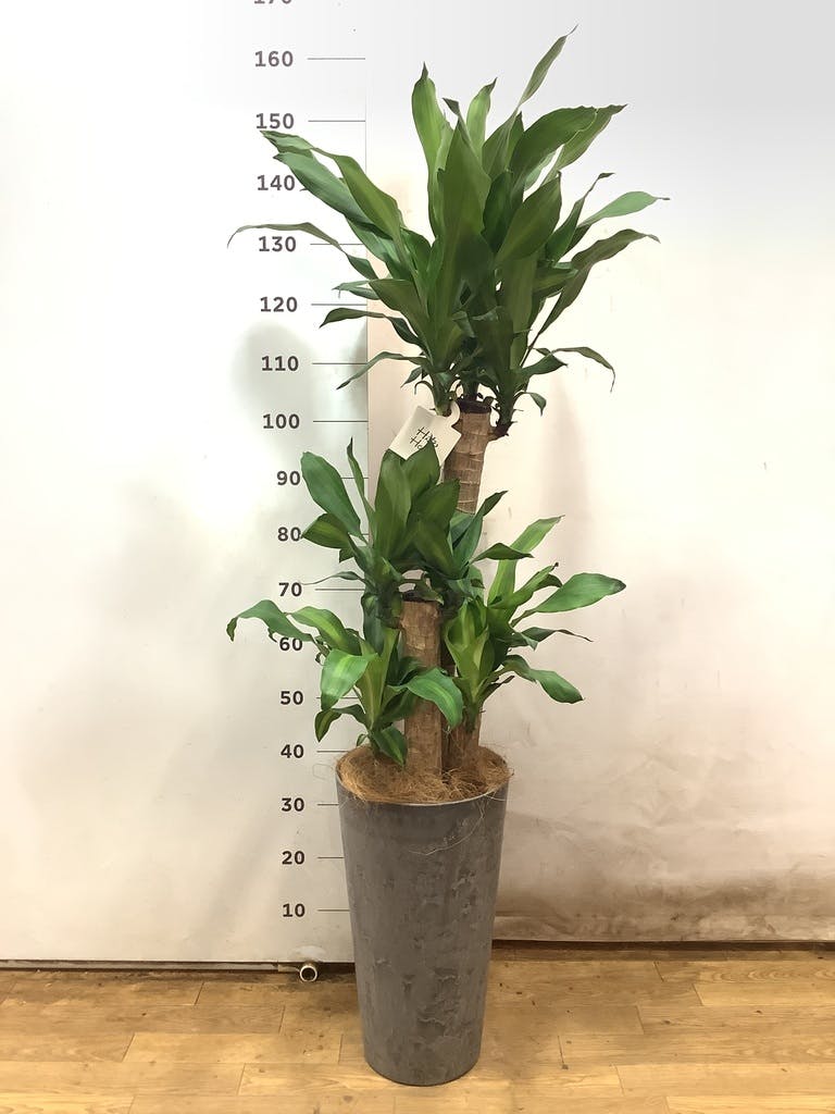 植木　ドラセナ（約3m80cm） 観葉植物 ドラセナ 幸福の木 10号 ノーマル ウッドプランター 付き