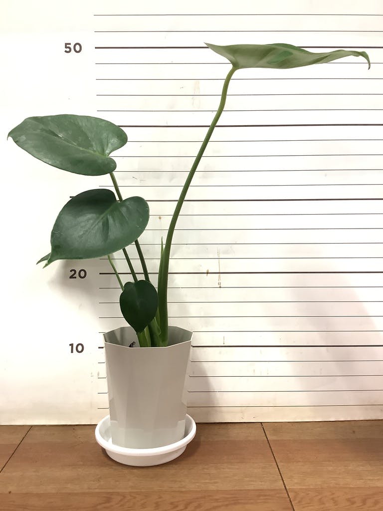 観葉植物 モンステラ 4号 ボサ造り プラスチック鉢 | 観葉植物なら