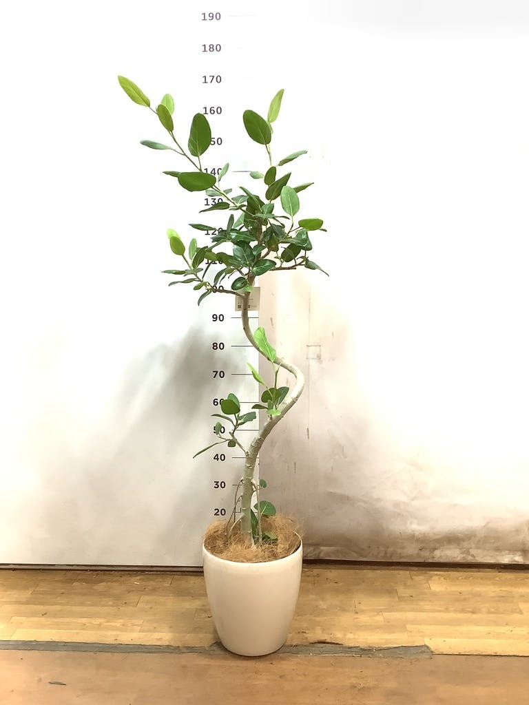 観葉植物 フィカス ベンガレンシス 8号 曲り プラスチック鉢 | 観葉