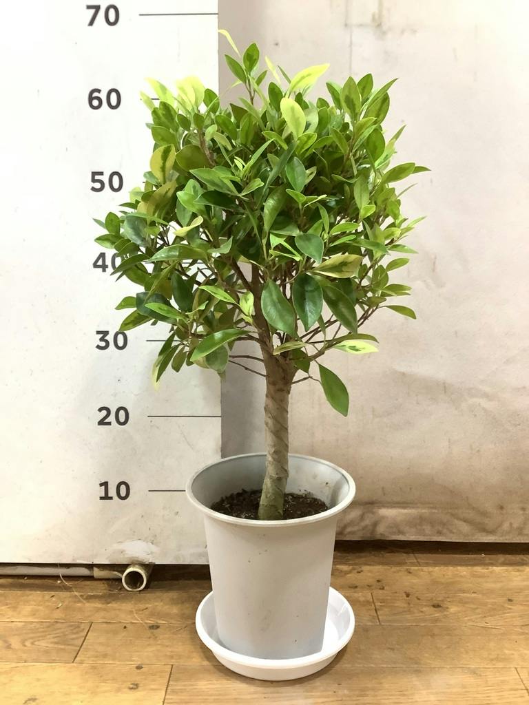 フィカス ベンジャミン ゴールデンスポット | 観葉植物 | 送料無料でお