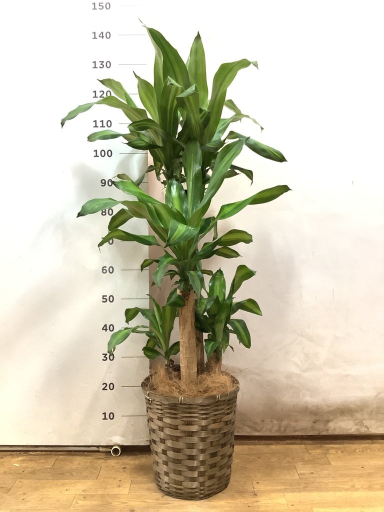 ［現品］17番　ドラセナ　コンパクタ　８号　観葉植物　室内　大型　幸福の木 現品］17番 ドラセナ コンパクタ 8号 観葉植物 室内 大型