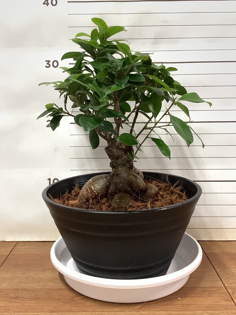 ガジュマル 7号 | 観葉植物通販HitoHana(ひとはな)