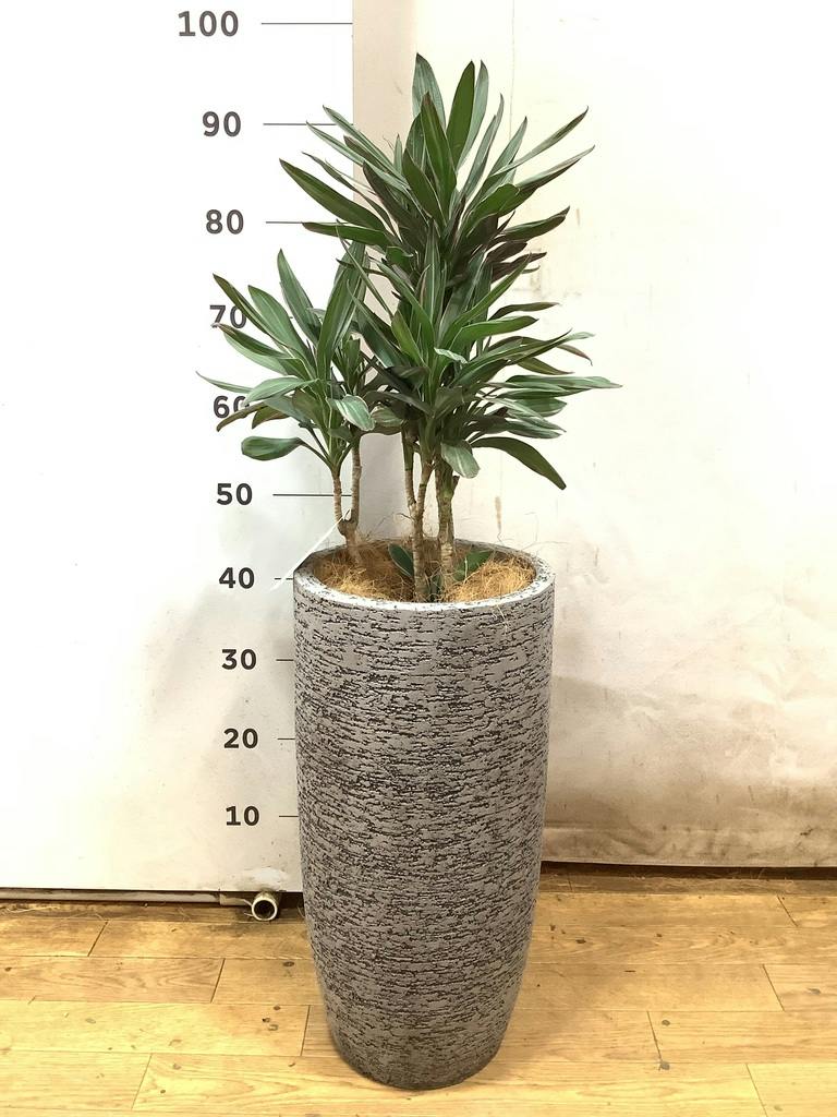 コルディリネ (コルジリネ) サンゴ | 観葉植物通販HitoHana(ひとはな)